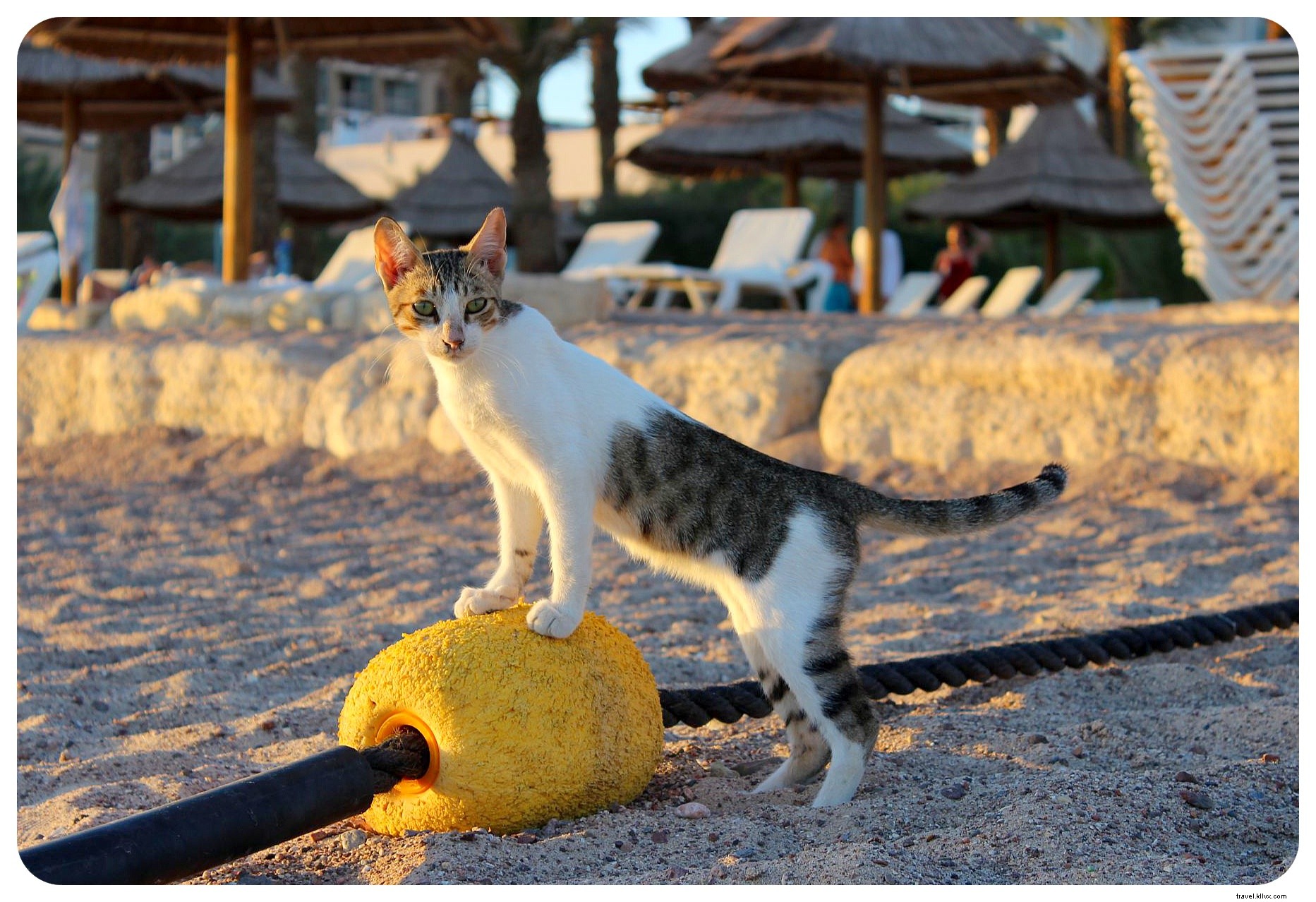 Eilat: Israel s Stunning Red Sea Resort and Snorkeling Haven