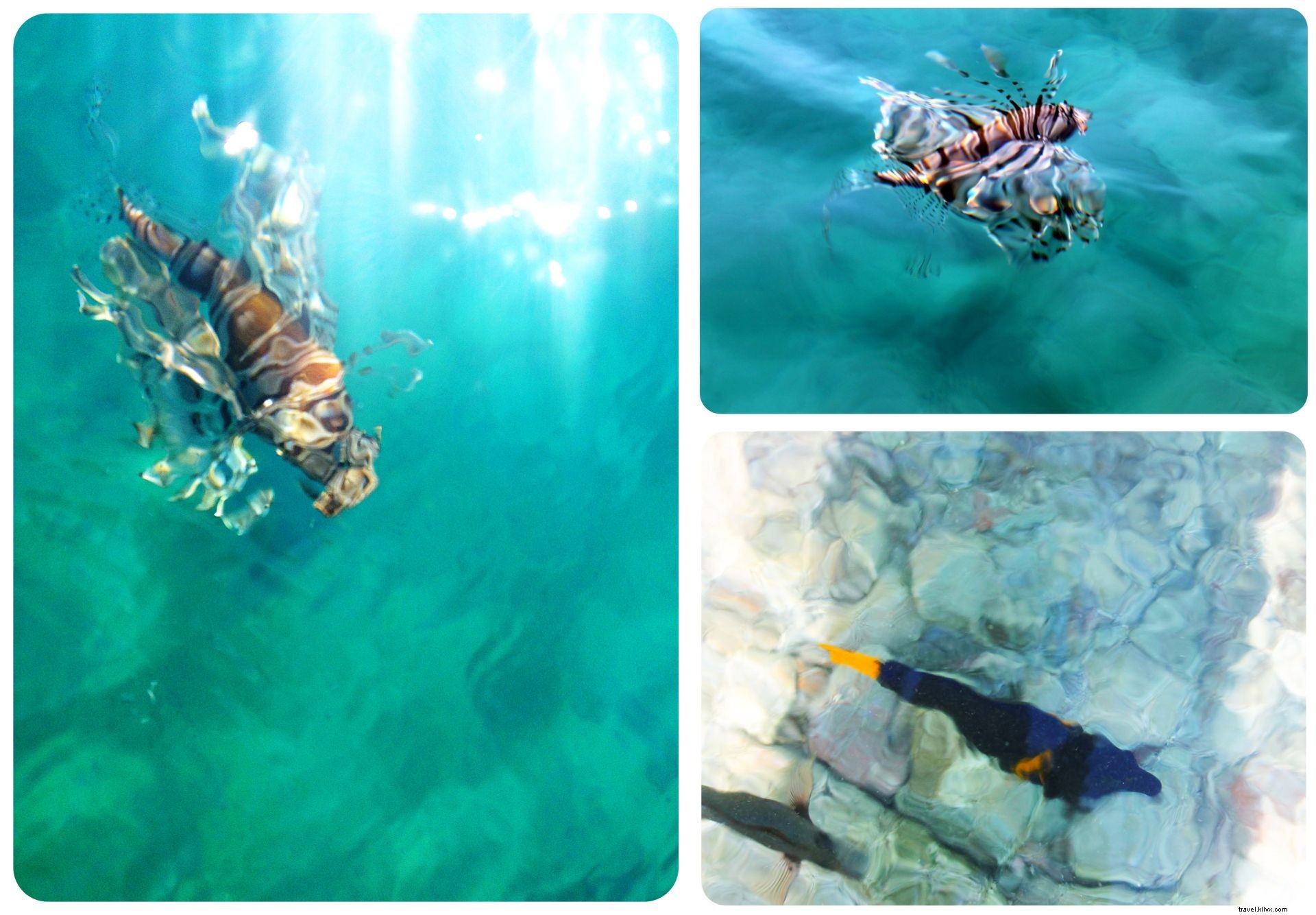 Eilat: Israel s Stunning Red Sea Resort and Snorkeling Haven