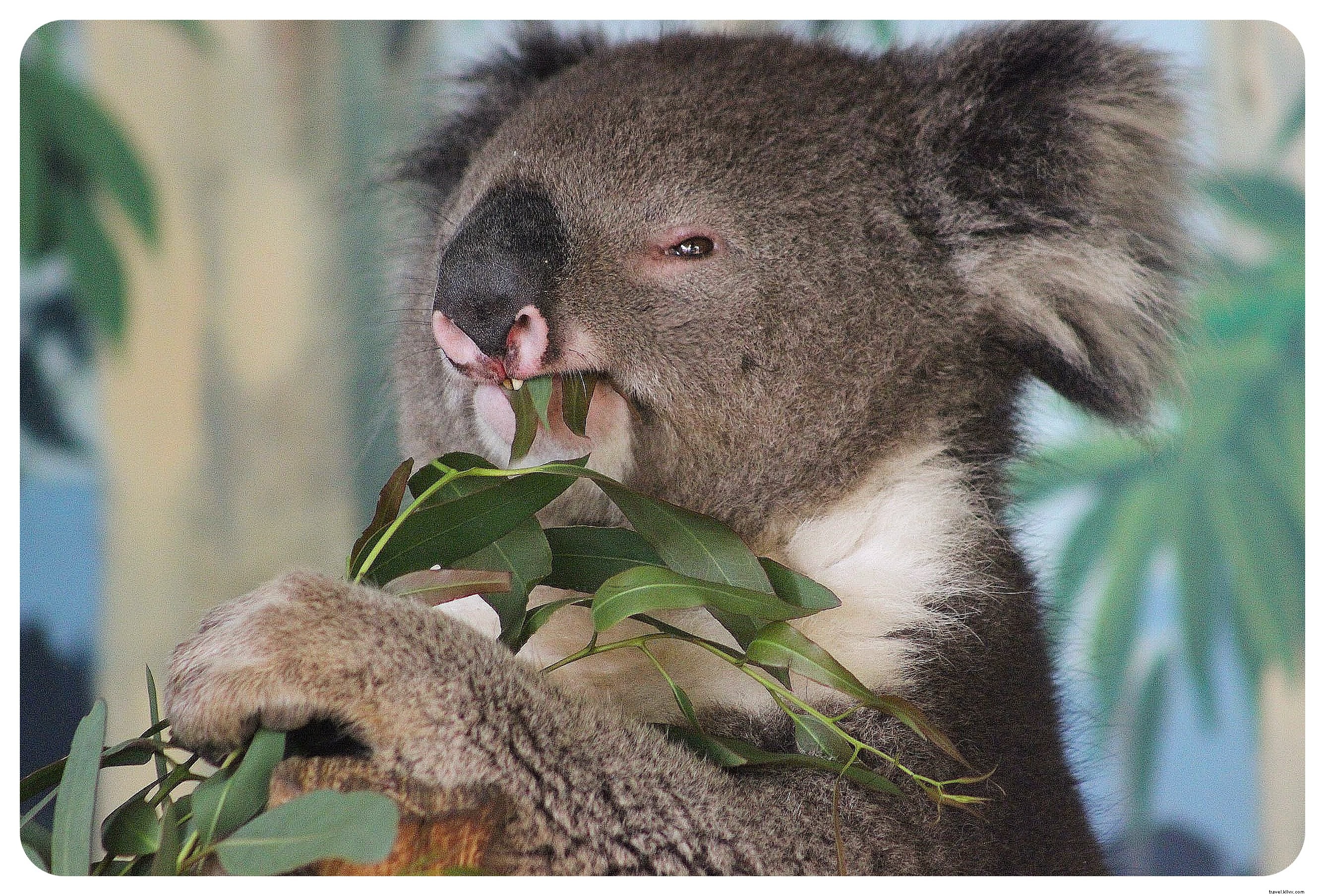 Ultimate Australia Bucket List: Top 10 Iconic Must-Visit Experiences