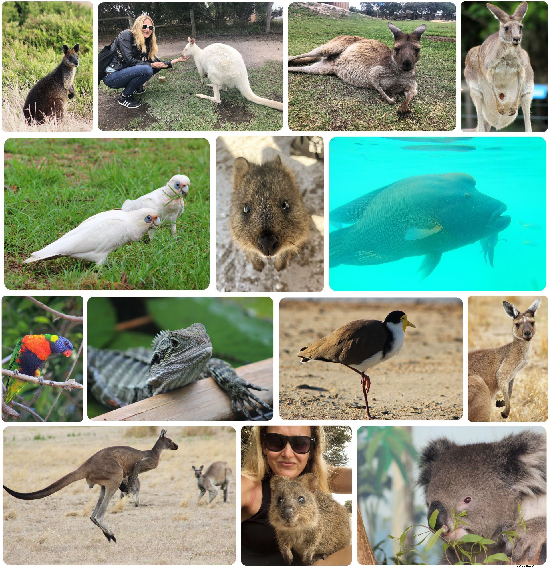 Top 6 Unforgettable Australia Travel Highlights: A Traveler s Insider Guide