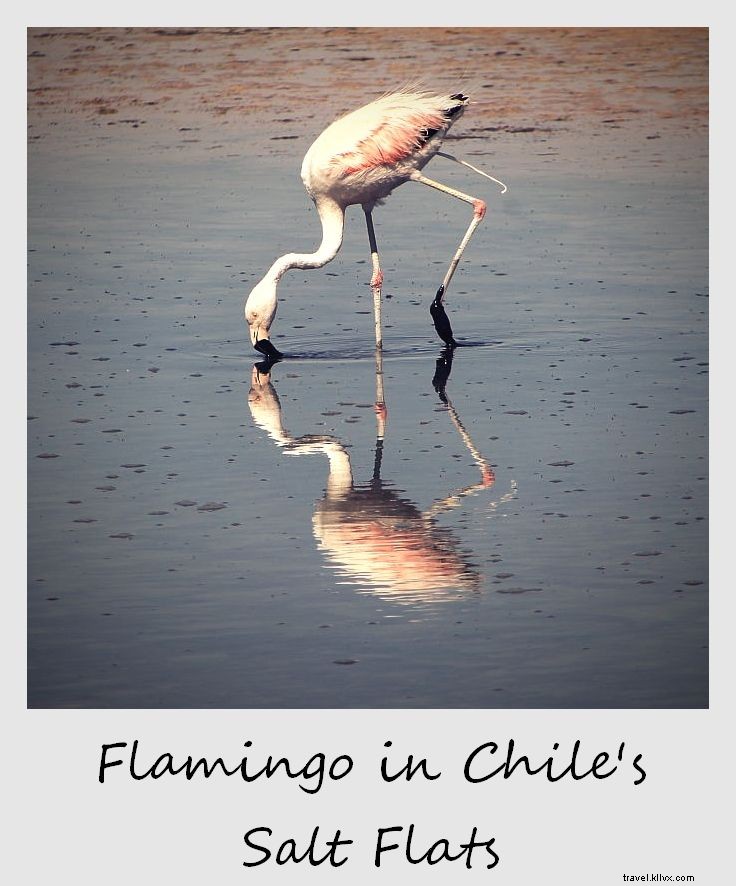 Polaroid of the Week: Pink Flamingo in Chile s Vast Salar de Atacama Salt Flats