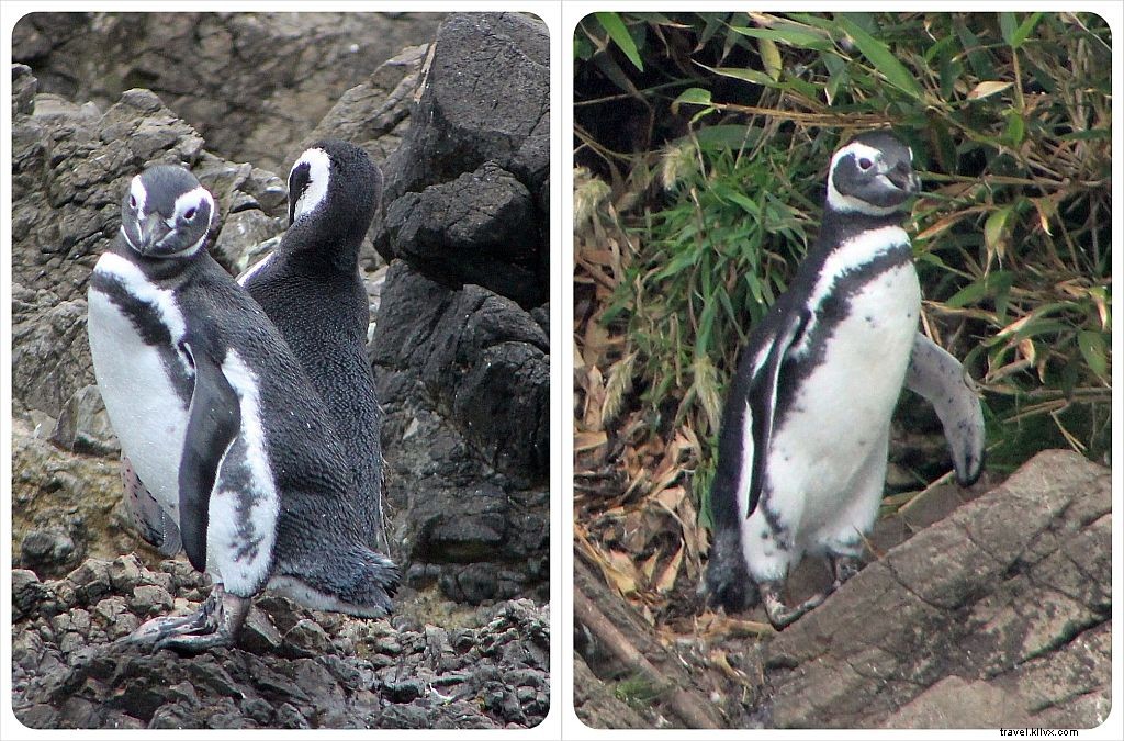 Chiloé Island, Chile: A Romantic Blind Date with Penguins, Churches, and Untouched Wilderness