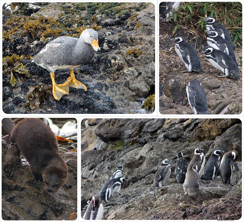 Chiloé Island, Chile: A Romantic Blind Date with Penguins, Churches, and Untouched Wilderness