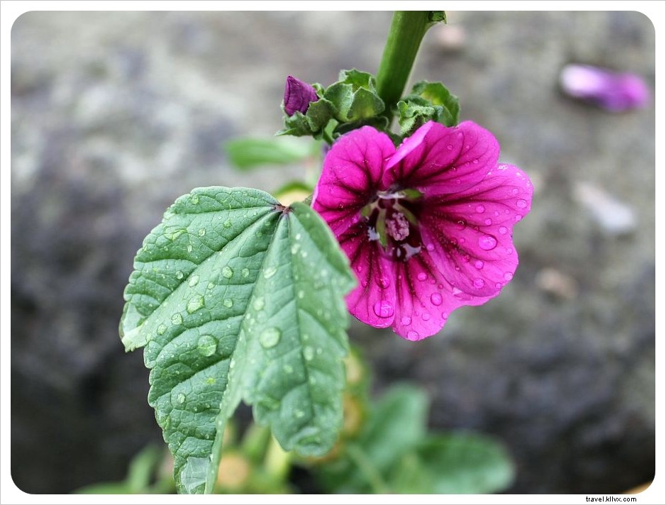 Rainy Days in Pucón, Chile: Top Activities and Cozy Silver Linings