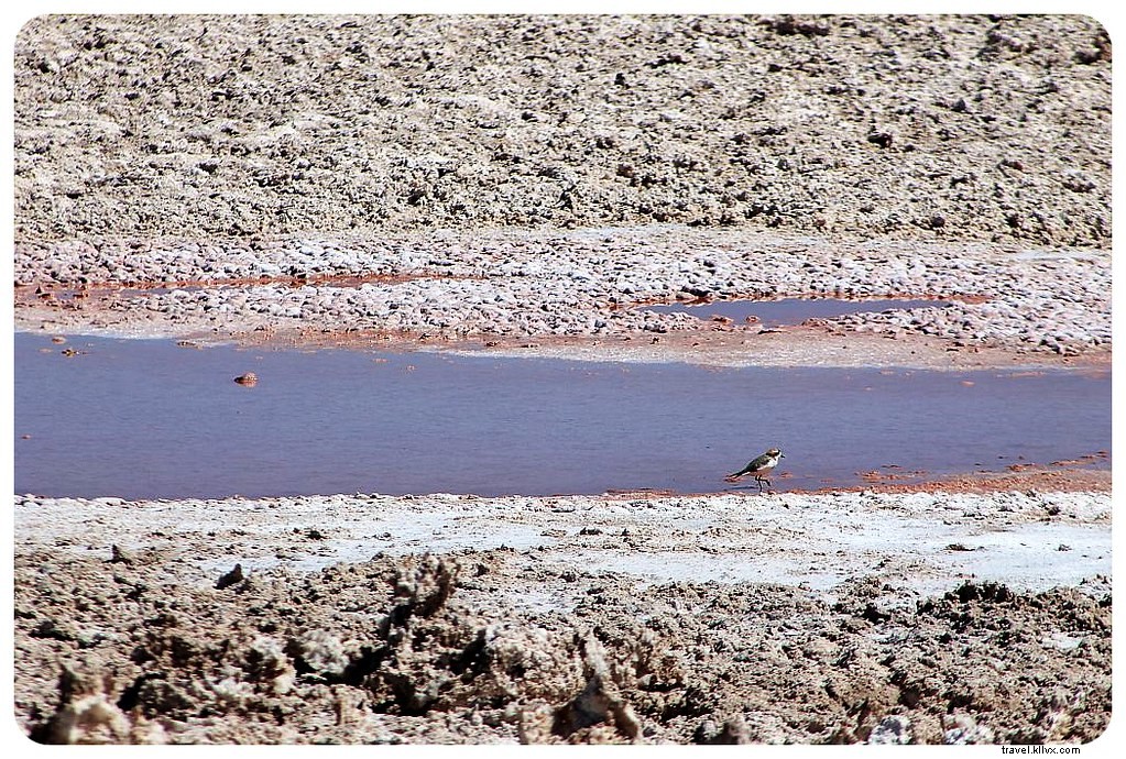 Discovering the Otherworldly Landscapes of Chile s Atacama Desert: A Photo Essay