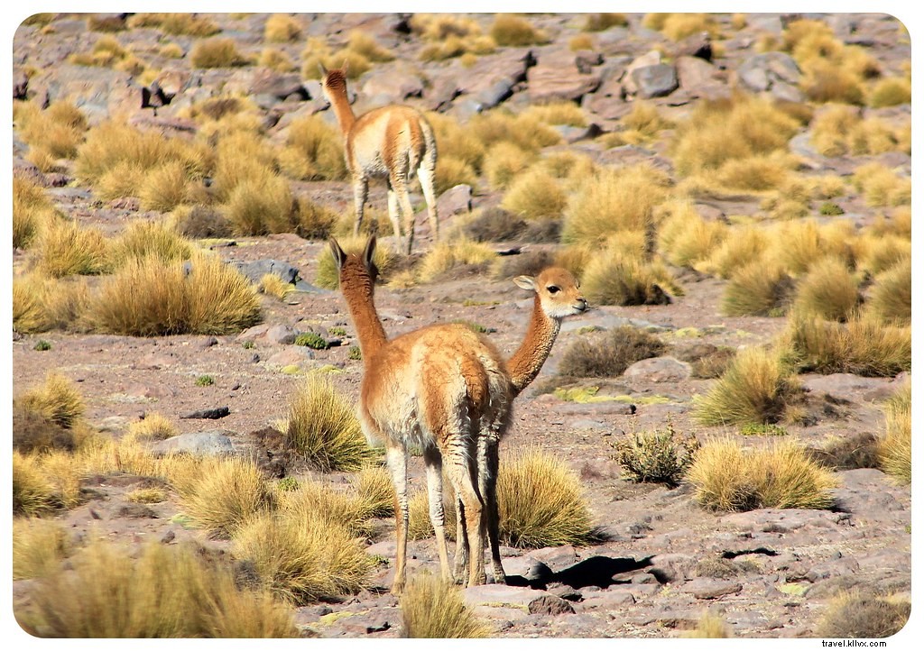Discovering the Otherworldly Landscapes of Chile s Atacama Desert: A Photo Essay