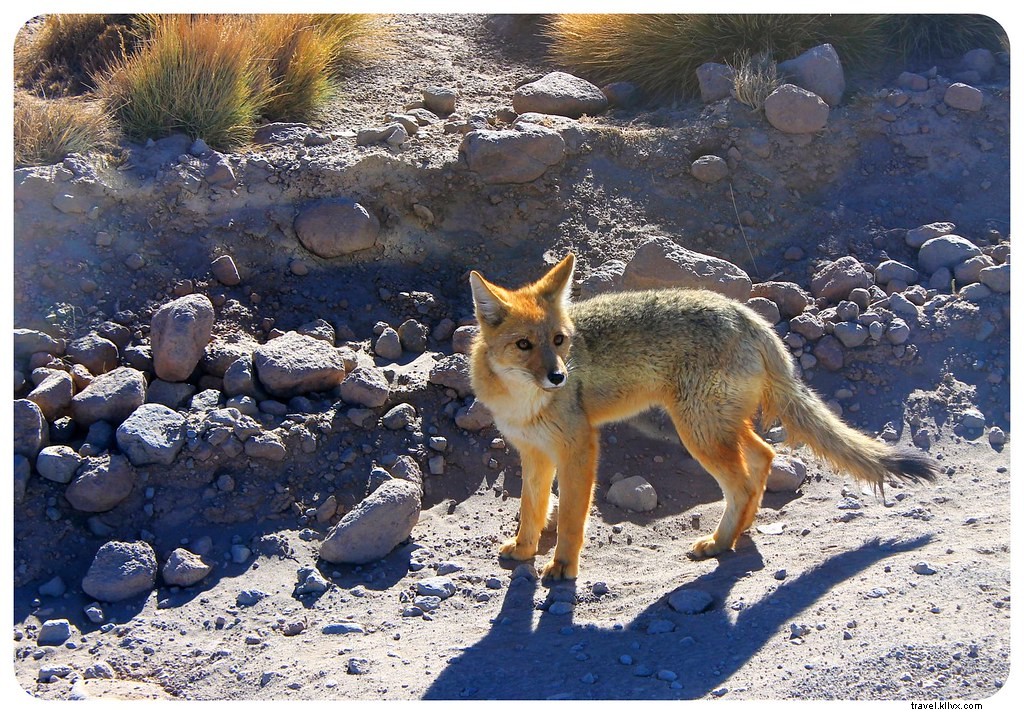 Discovering the Otherworldly Landscapes of Chile s Atacama Desert: A Photo Essay