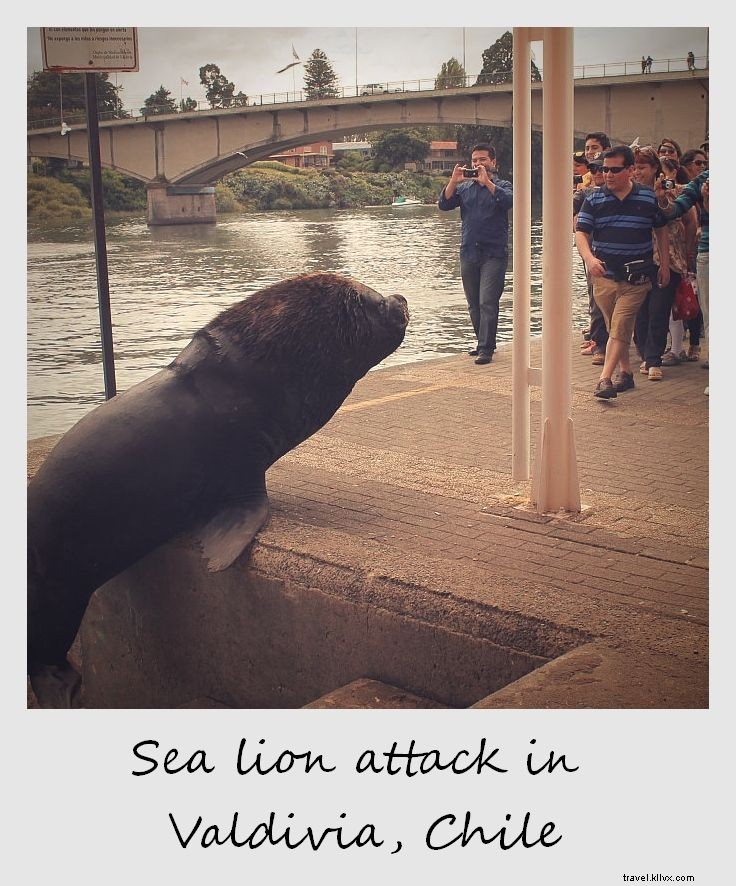 Polaroid of the Week: Daring Sea Lion Leaps onto Platform at Valdivia s Fish Market, Chile
