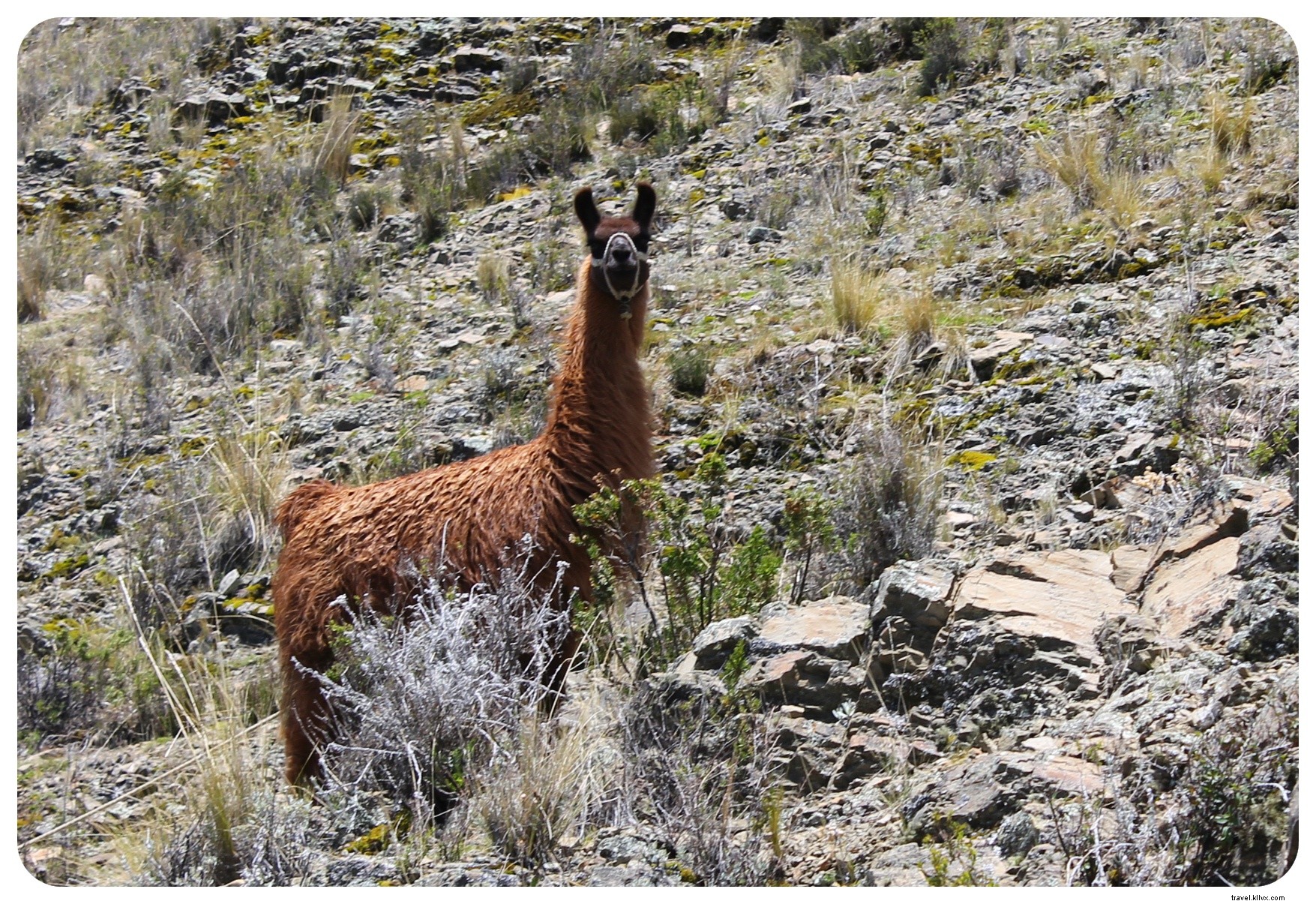 20km Hike Along Lake Titicaca Shores: Discovering Rural Bolivia from Copacabana