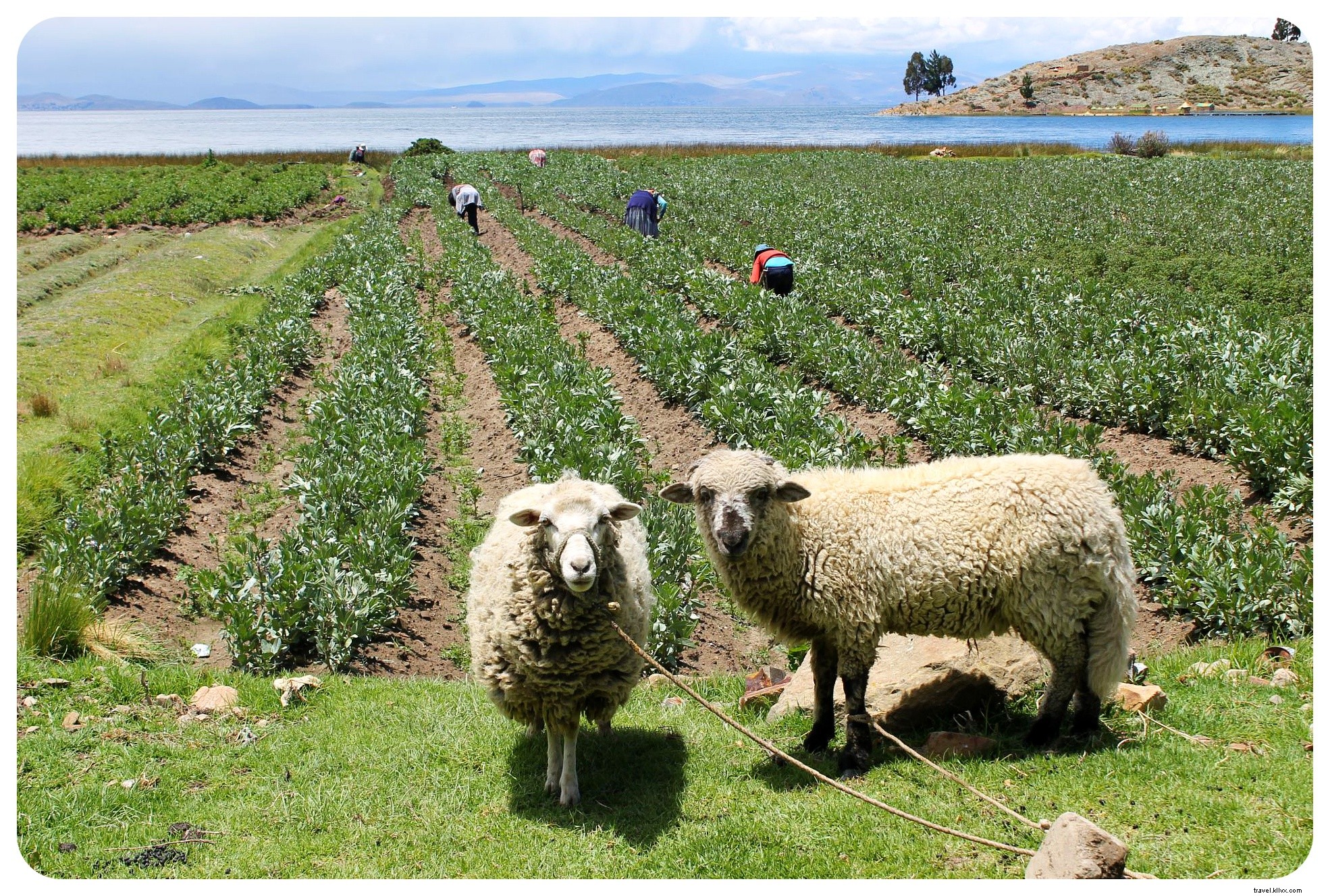 20km Hike Along Lake Titicaca Shores: Discovering Rural Bolivia from Copacabana