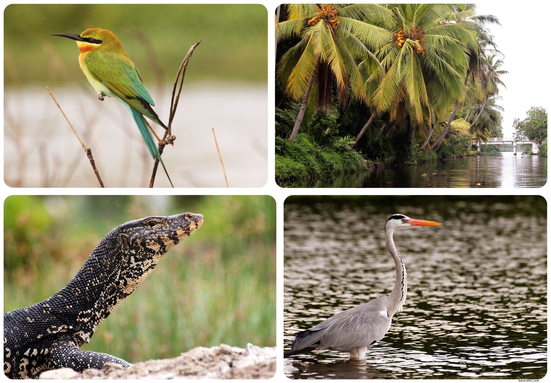 Reefs Edge Hotel Review: Ultimate Relaxation Spot Near Negombo Airport, Sri Lanka