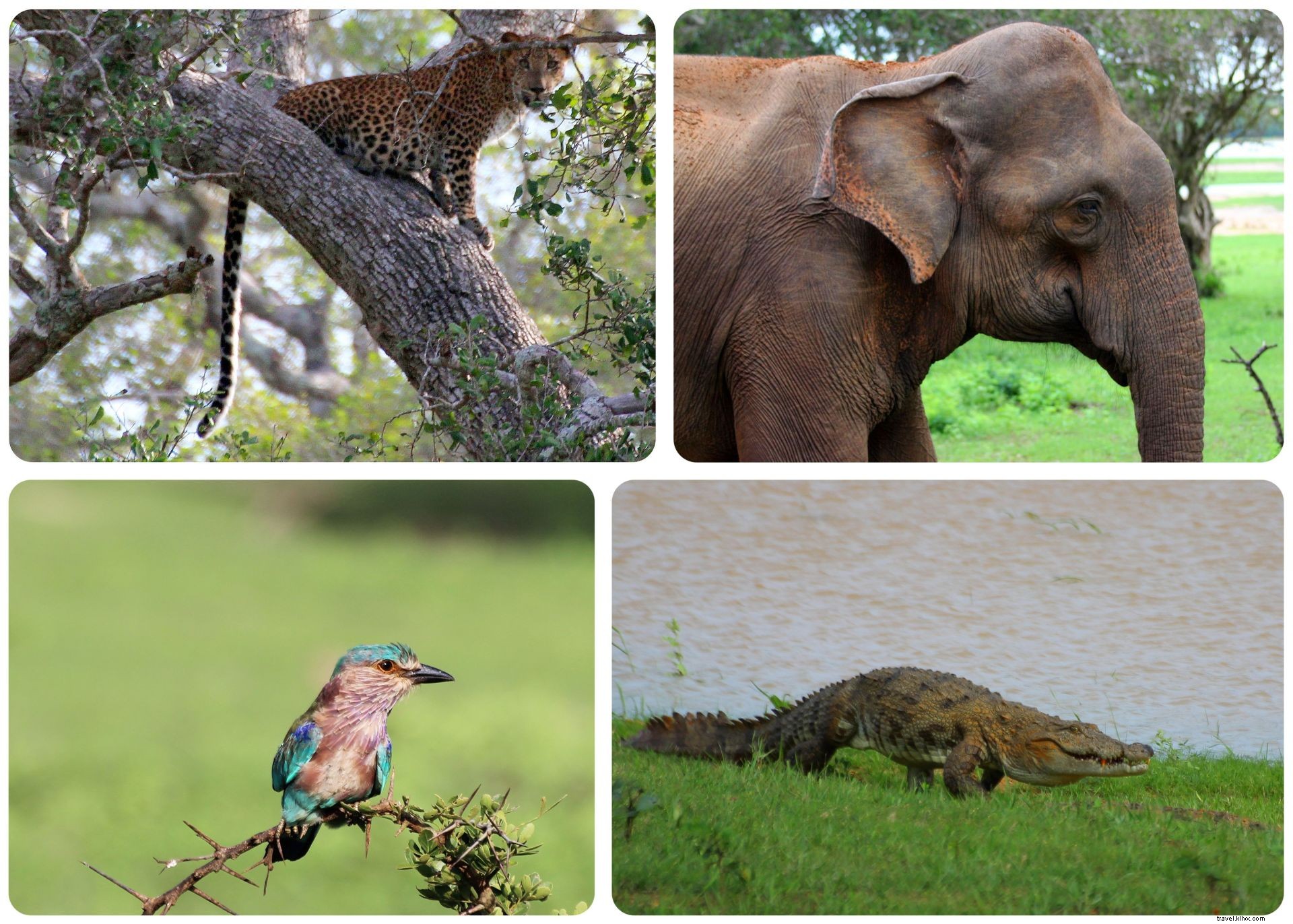 Ultimate Sri Lanka Itinerary for First-Time Visitors: The Cinnamon Trail Guide