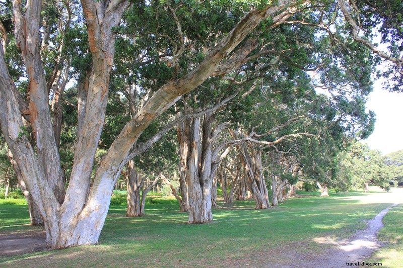 10 Best Free Things to Do in Sydney: Explore Iconic Sights on a Budget