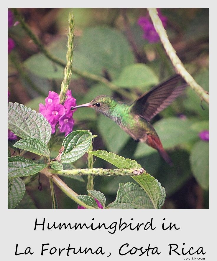 Polaroid of the Week: Captivating Hummingbird in La Fortuna, Costa Rica