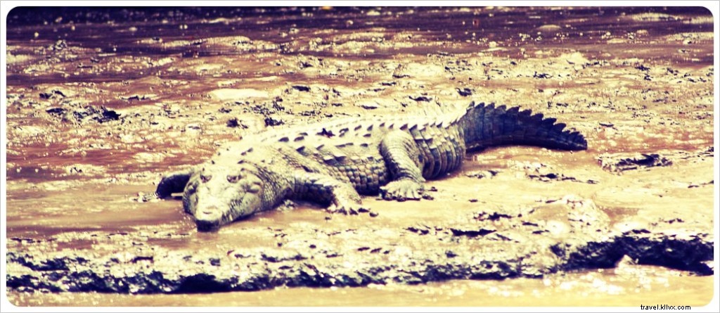 Sumidero Canyon: Stunning Natural Beauty, Abundant Wildlife, and Environmental Challenges