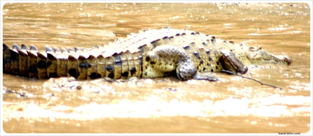 Sumidero Canyon: Stunning Natural Beauty, Abundant Wildlife, and Environmental Challenges