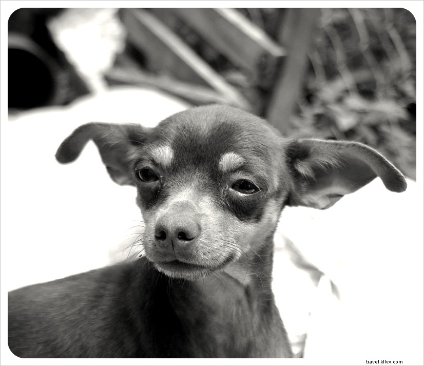 Hotel Tip of the Week: La Candelaria Hostel in Valladolid, Mexico – Top Budget Stay Near Chichén Itzá