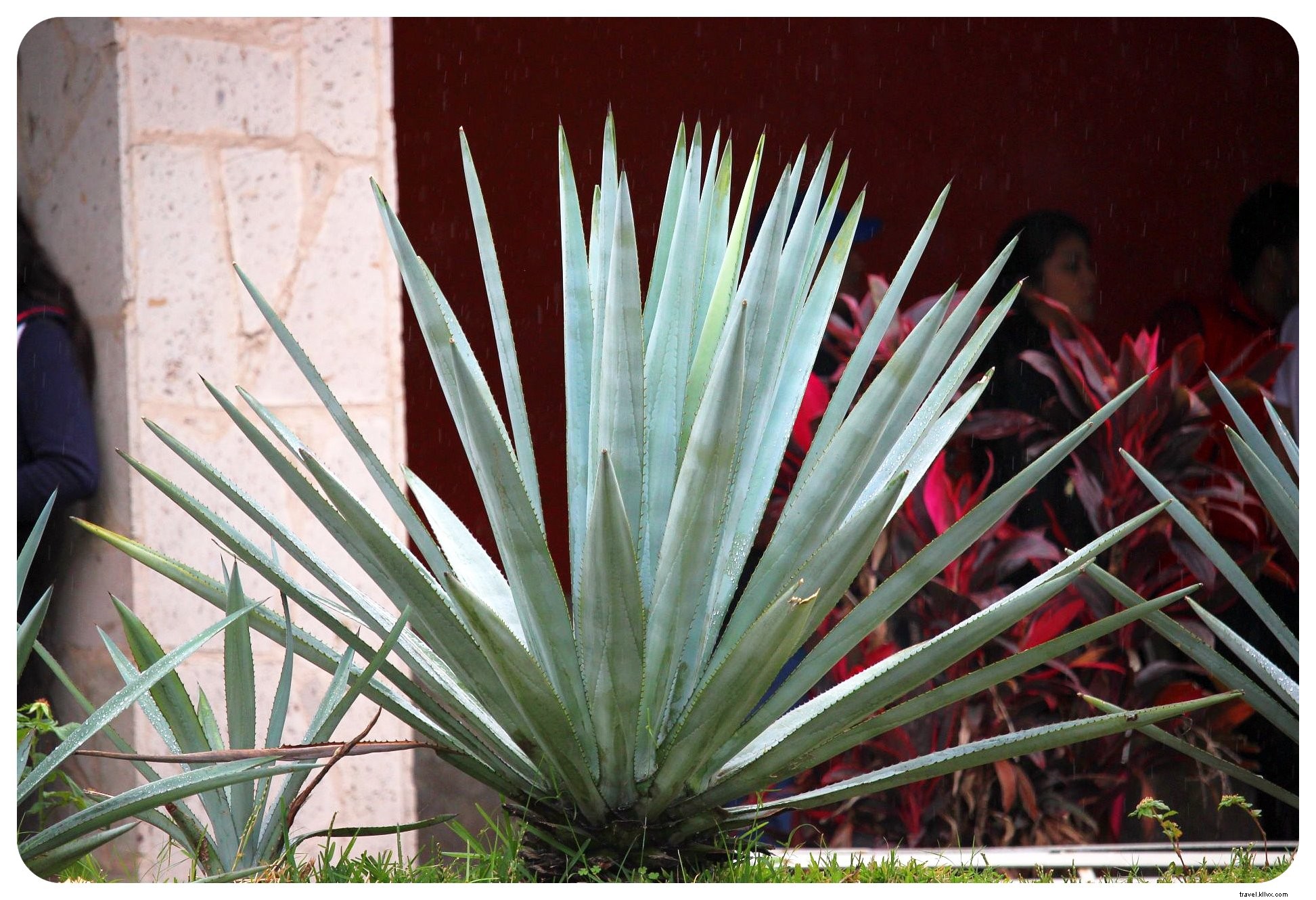 Discover Authentic Mexico: Art, Mariachis, and Tequila in Guadalajara