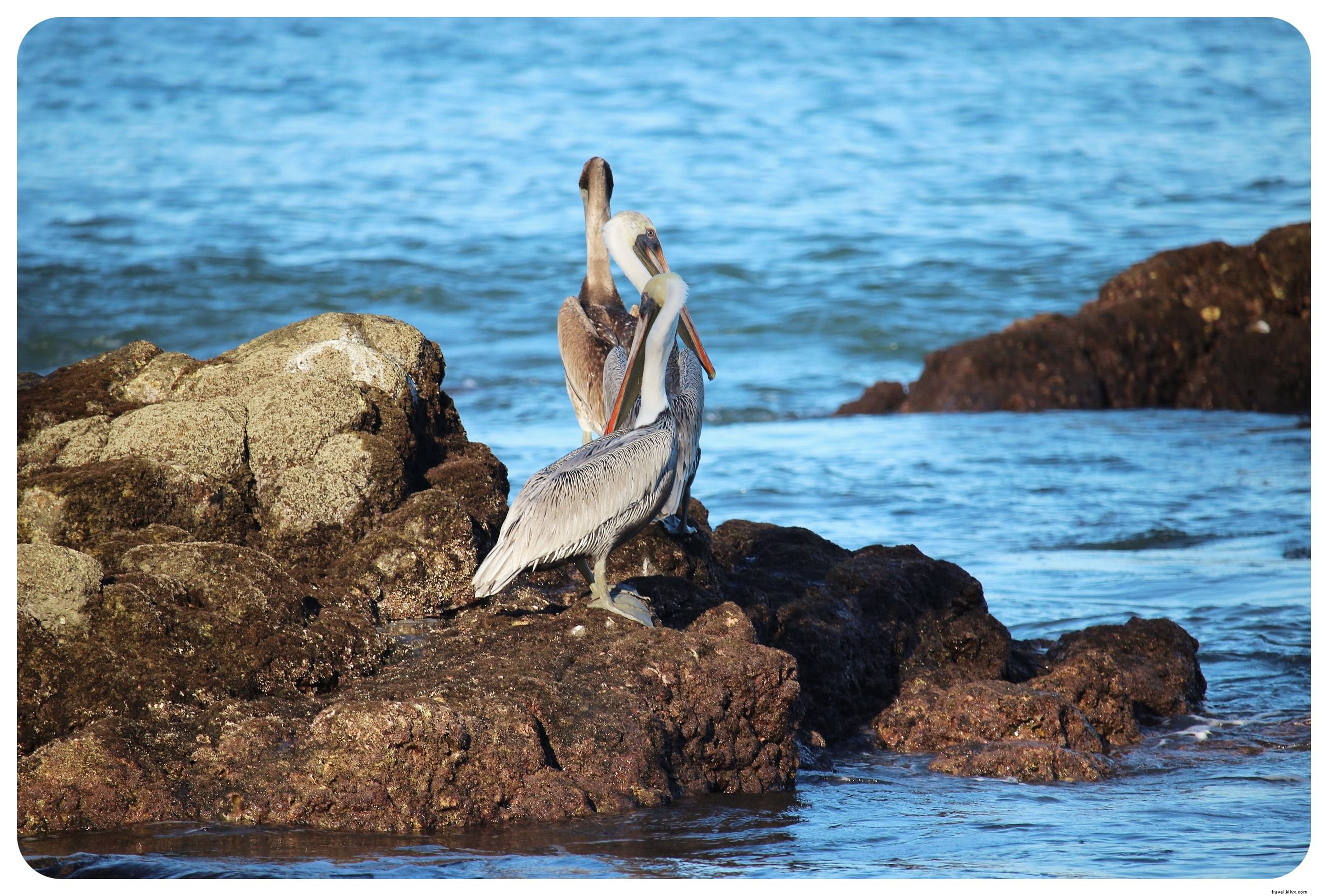 Beach Hopping in Mexico s Riviera Nayarit: Exploring Sayulita, San Pancho, and Puerto Vallarta