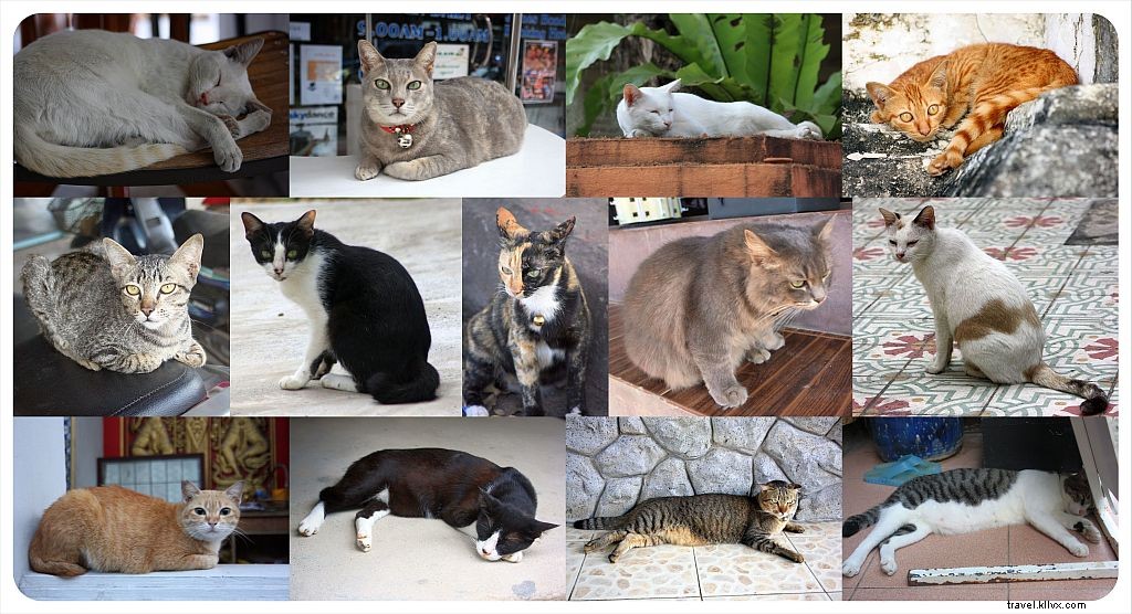 First Impressions of Thailand: A Traveler s Delight in the Land of Smiles