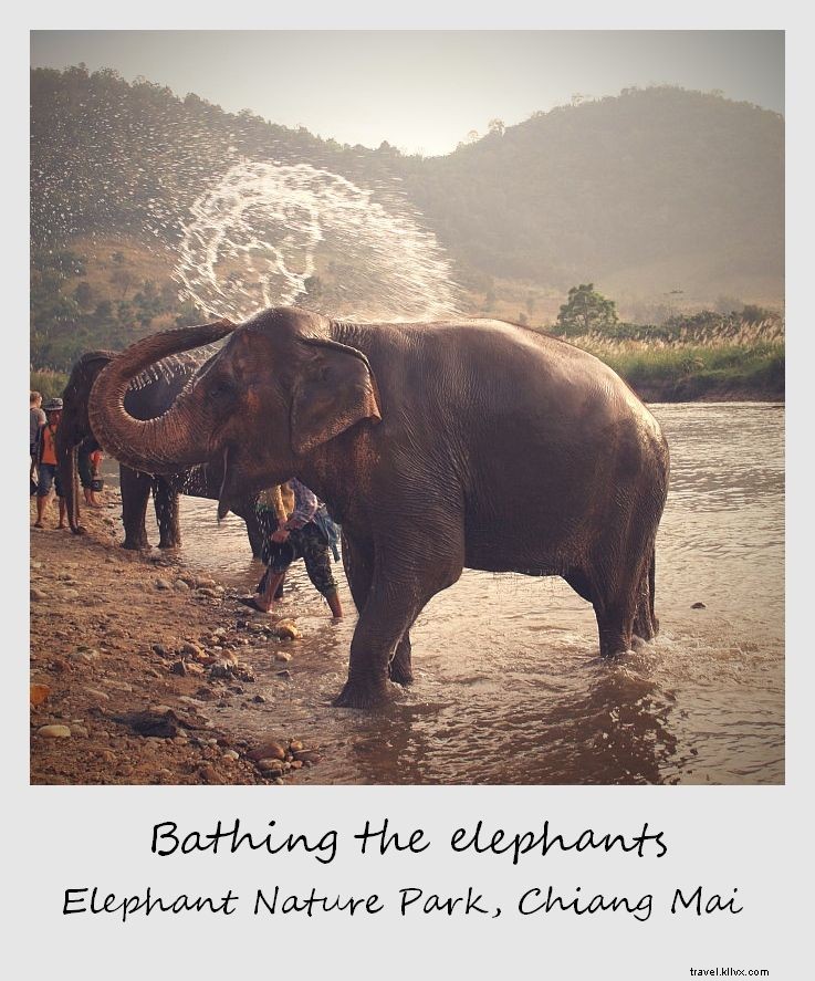 Heartwarming Elephant Bath at Chiang Mai s Elephant Nature Park, Thailand