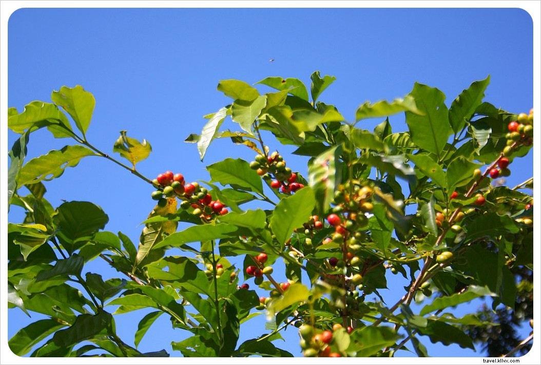 Finca Filadelfia: An Immersive Coffee Tour from Farm to Cup Near Antigua, Guatemala