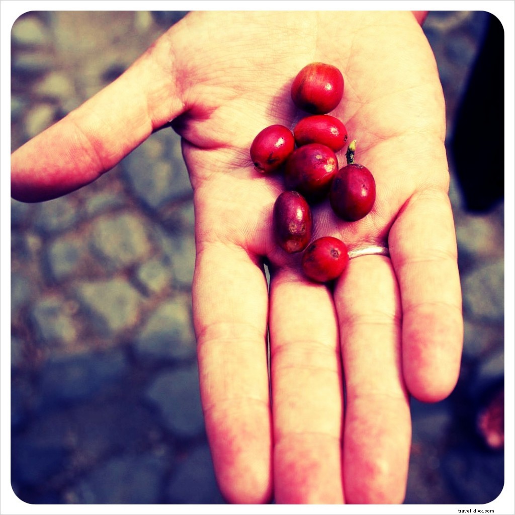 Finca Filadelfia: An Immersive Coffee Tour from Farm to Cup Near Antigua, Guatemala
