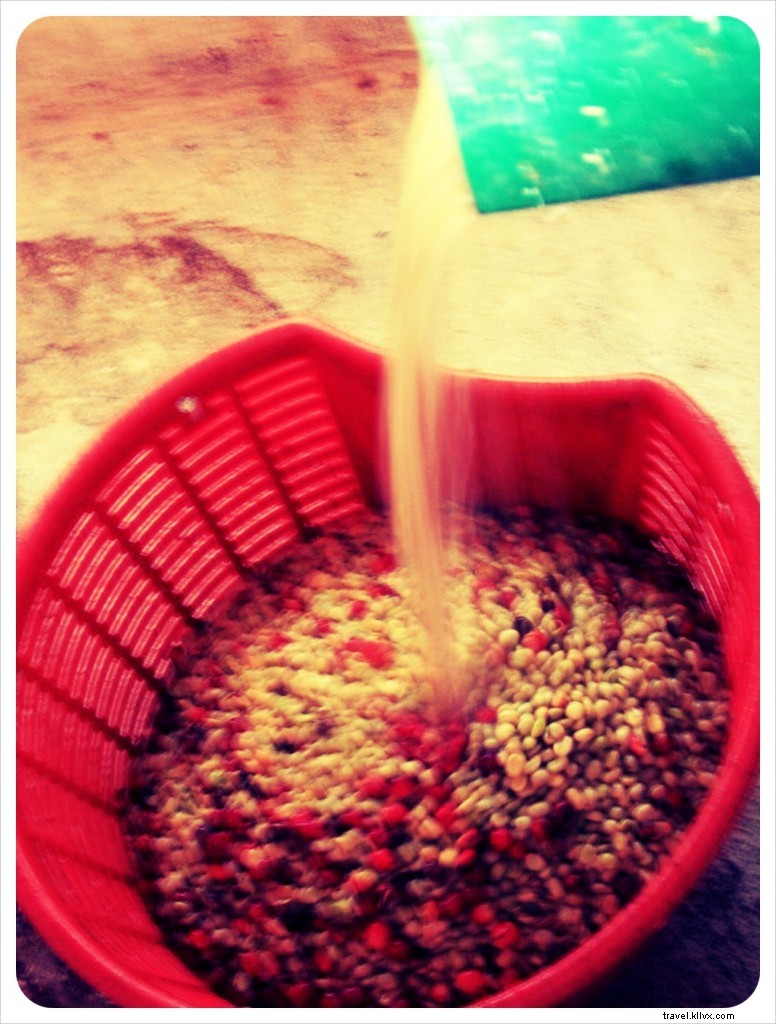 Finca Filadelfia: An Immersive Coffee Tour from Farm to Cup Near Antigua, Guatemala