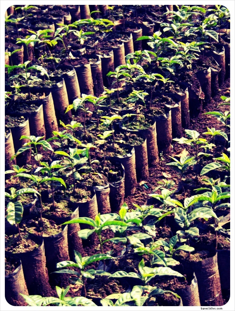 Finca Filadelfia: An Immersive Coffee Tour from Farm to Cup Near Antigua, Guatemala