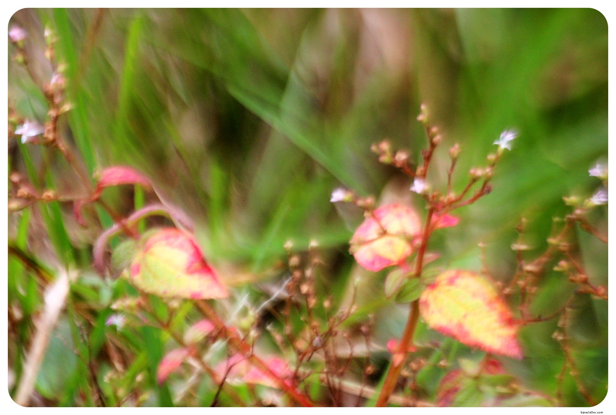 February 2016 Colombia Travel Diary: Lost City Trek, Amazon Adventures & Upcoming Plans