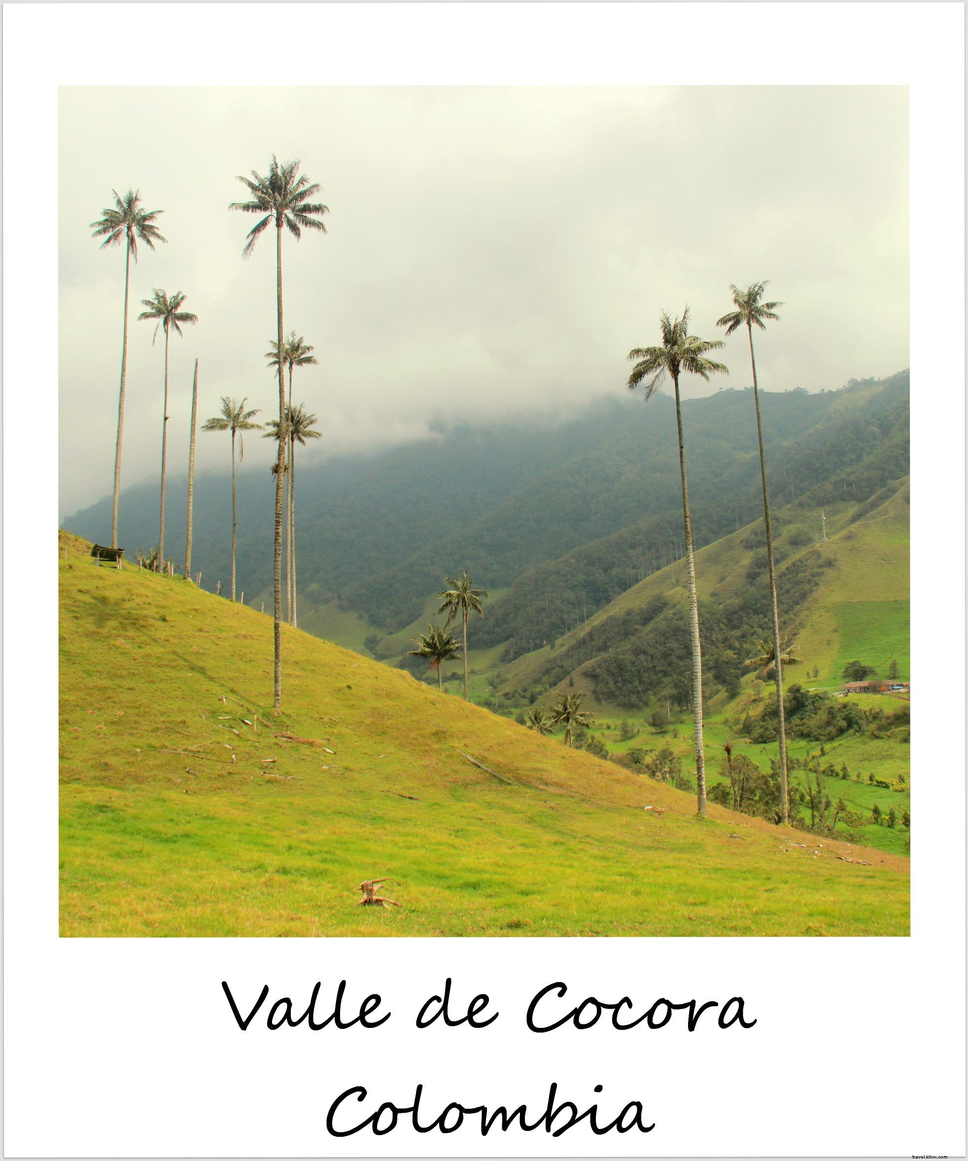 Colombia’s Valle del Cocora: Majestic Wax Palms in the Heart of Coffee Country