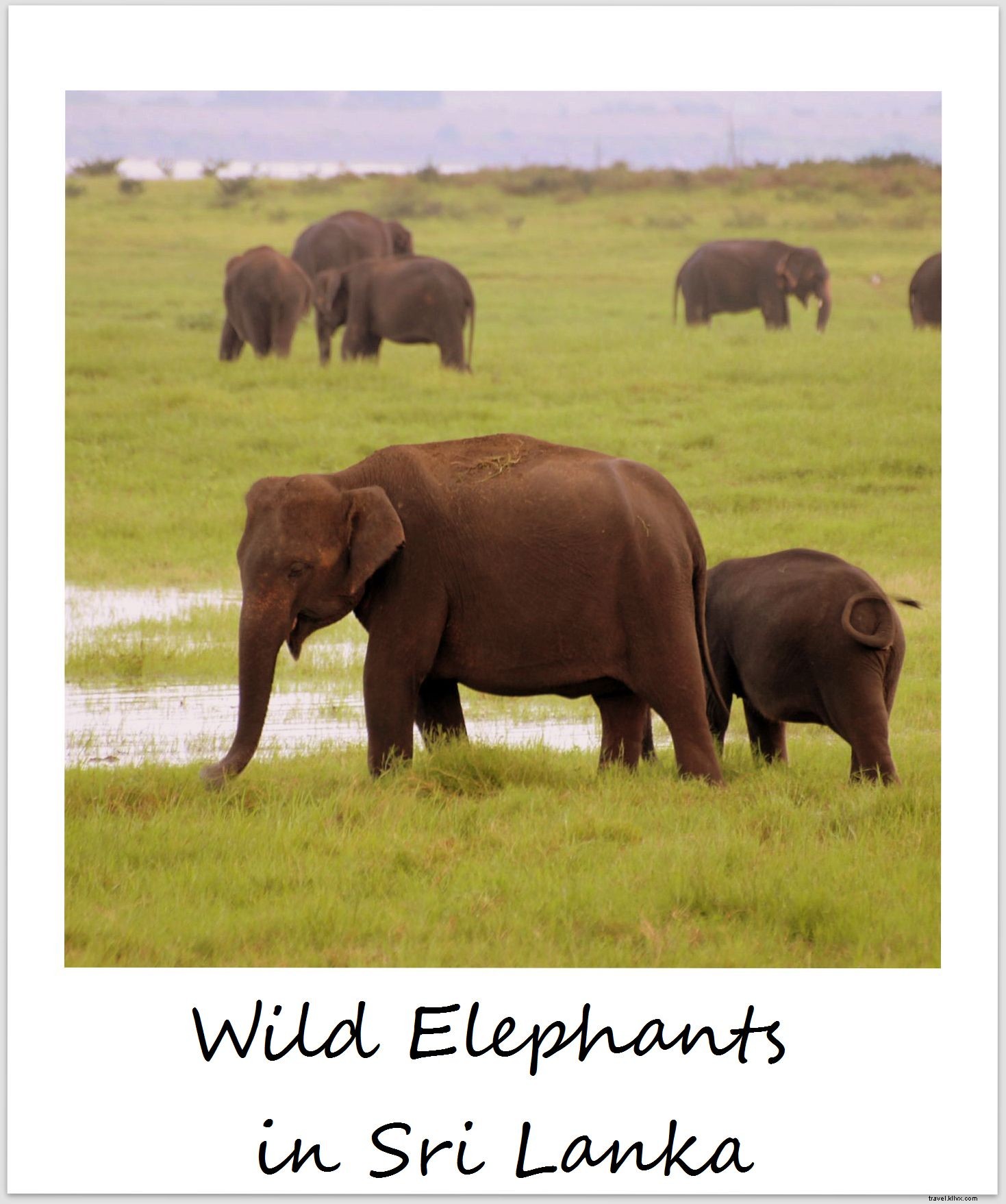 Majestic Wild Elephants in Sri Lanka: Unforgettable Kaudulla National Park Safari