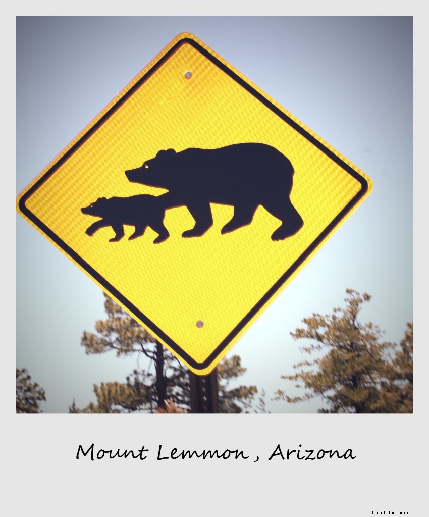 Polaroid of the Week: Refreshing Escape to Mount Lemmon, Arizona