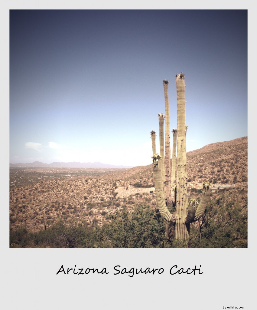 Polaroid of the Week: Iconic Saguaro Cacti in Arizona s Sonoran Desert