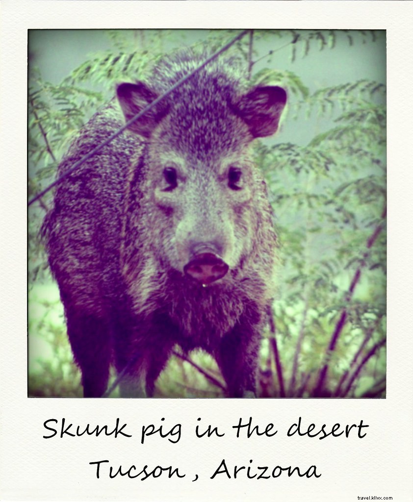 Polaroid of the Week: Encountering a Javelina Skunk Pig in the Tucson Desert