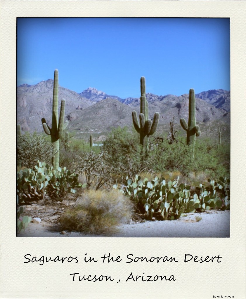 Polaroid of the Week: Farewell to Arizona s Desert Beauty – New Mexico Awaits!