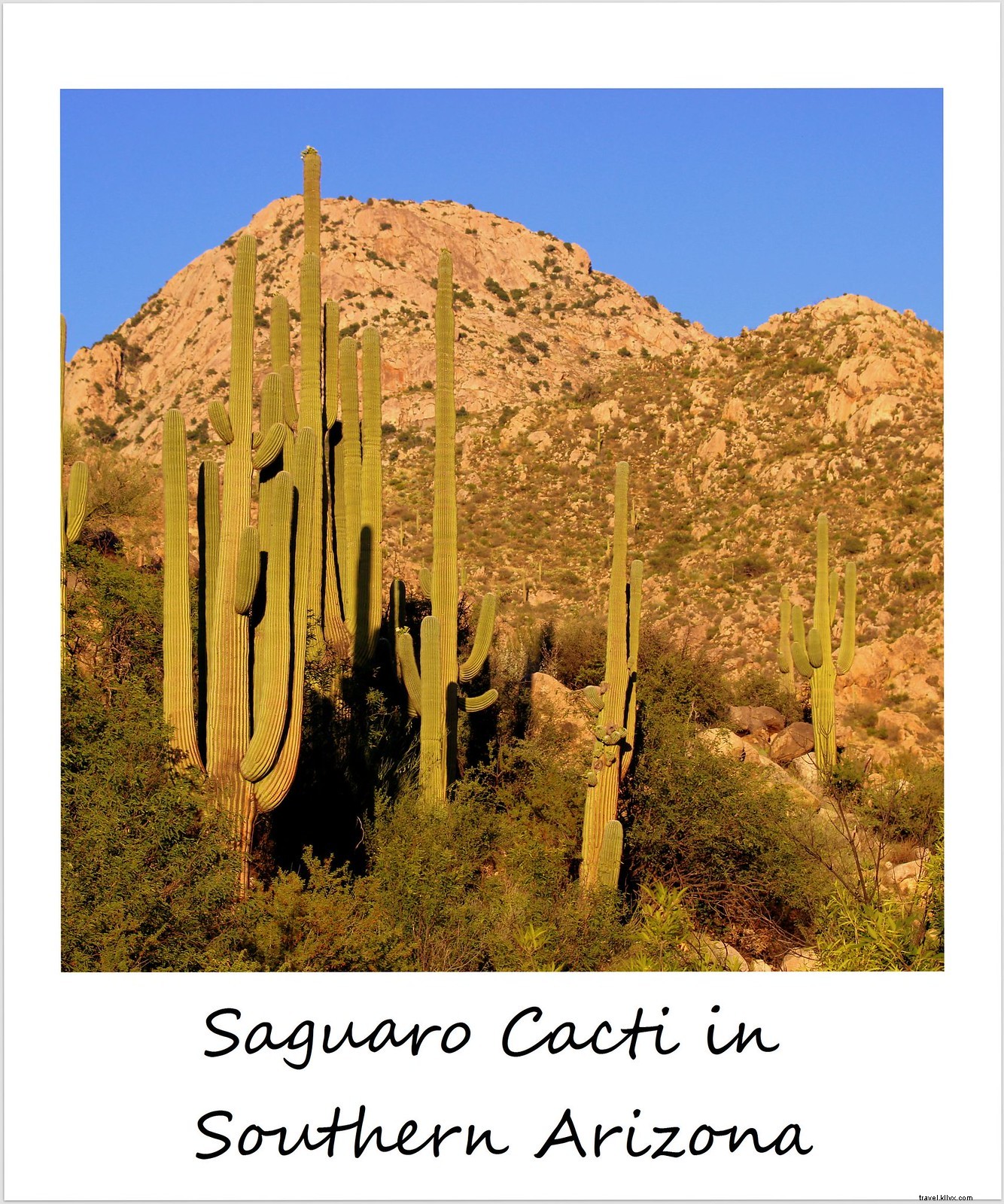 Polaroid of the Week: Spring Blooms in Southern Arizona s Catalina State Park