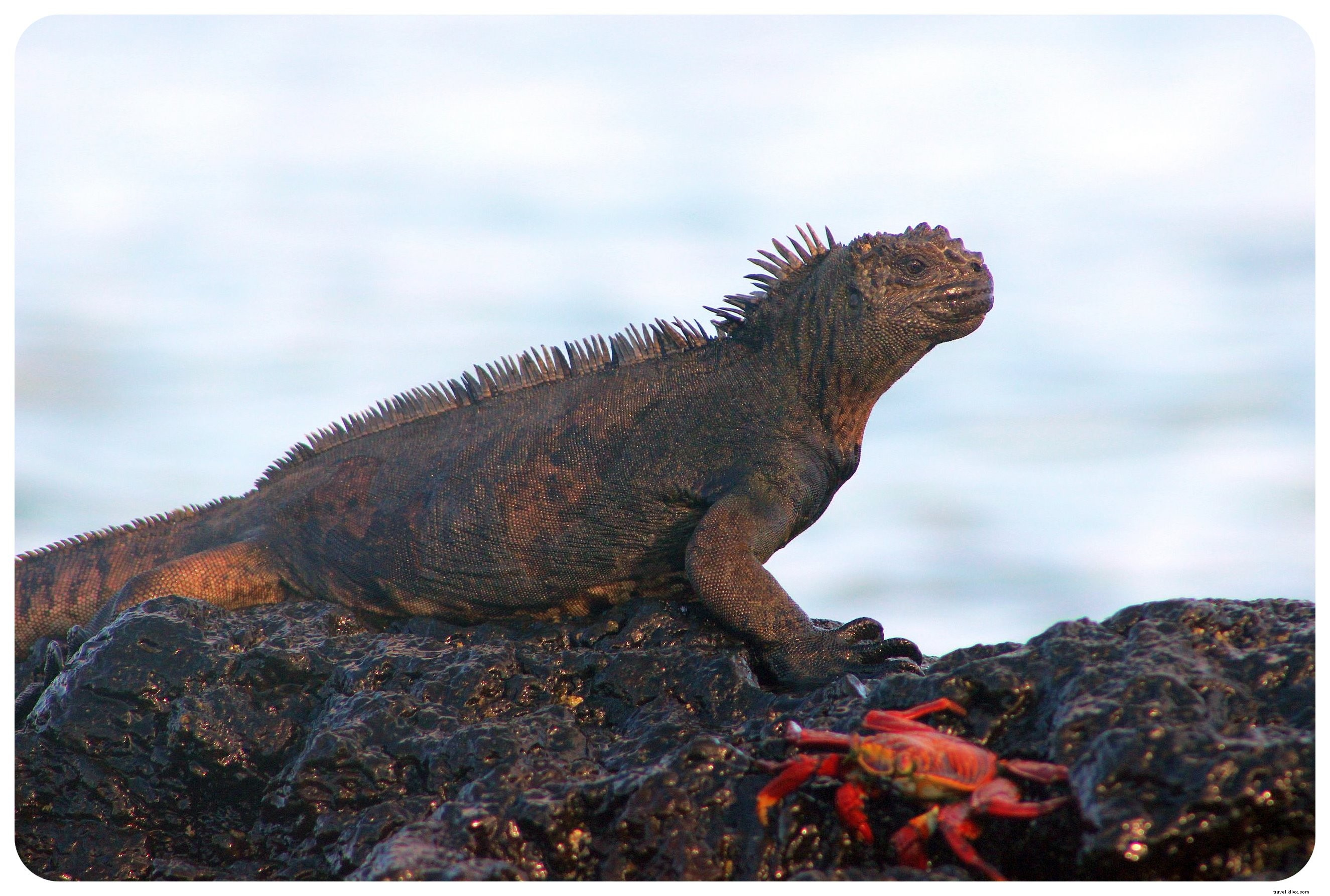 Cruising the Galapagos Islands: My Unforgettable Wildlife Adventure