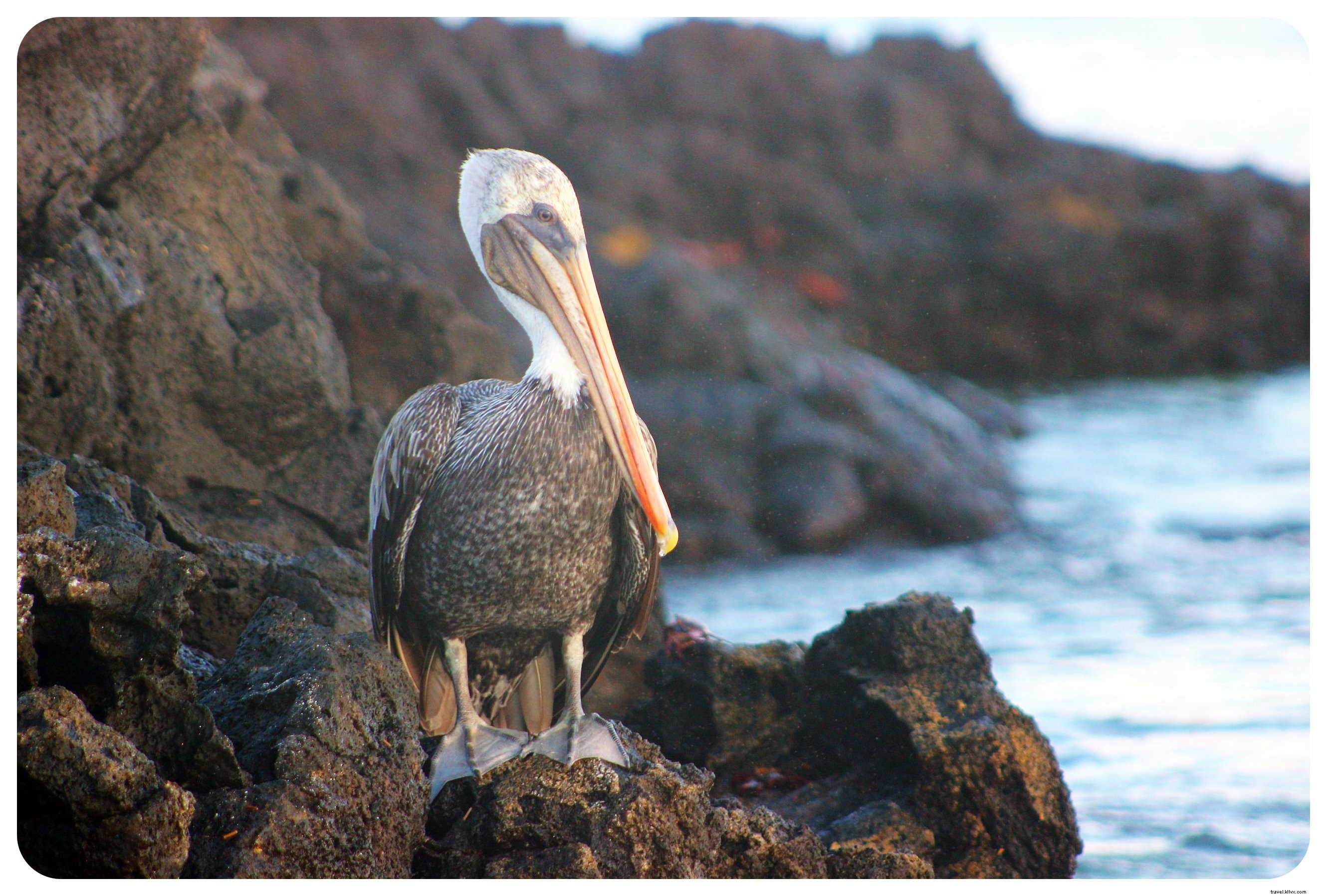 Cruising the Galapagos Islands: My Unforgettable Wildlife Adventure