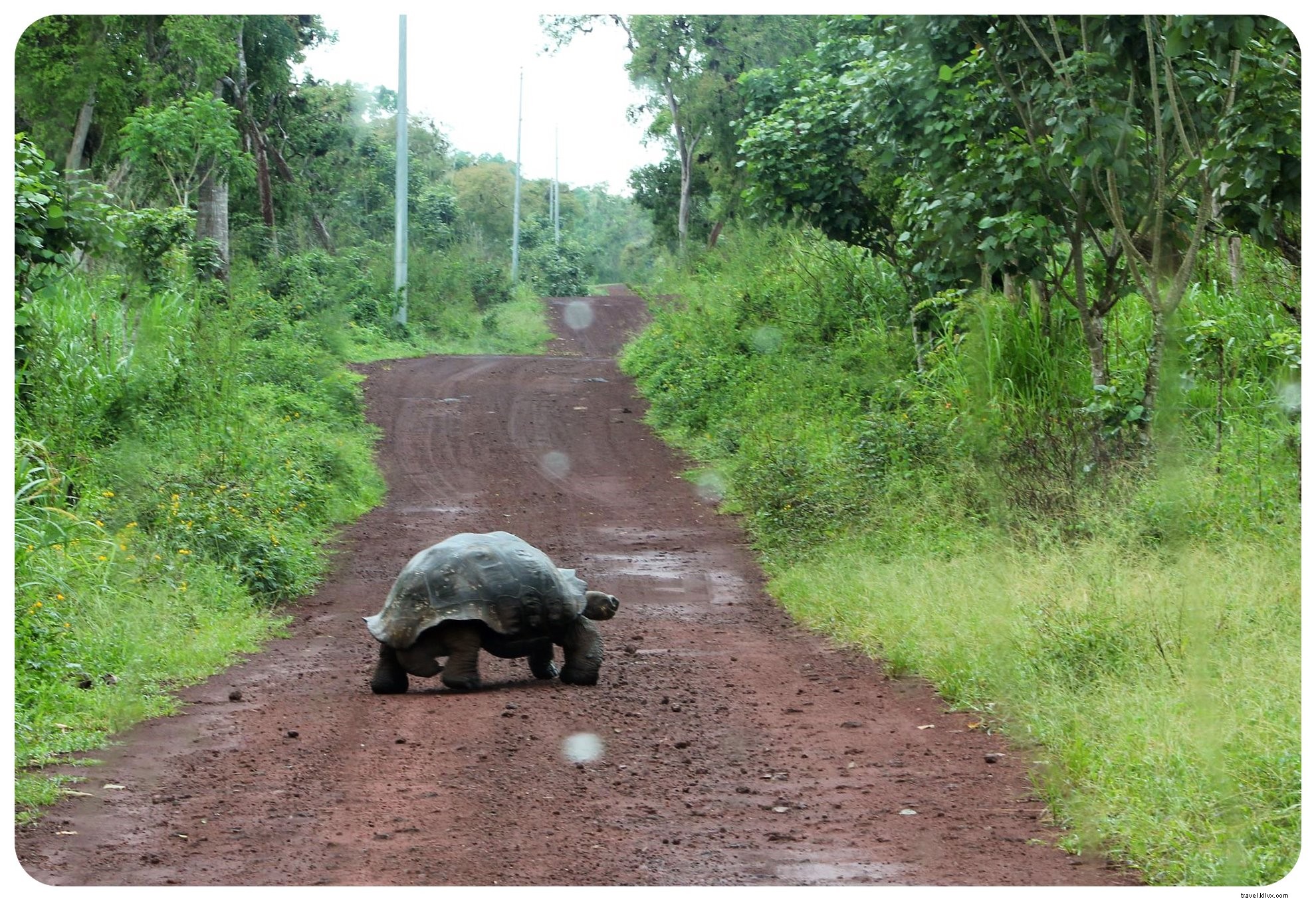 Cruising the Galapagos Islands: My Unforgettable Wildlife Adventure
