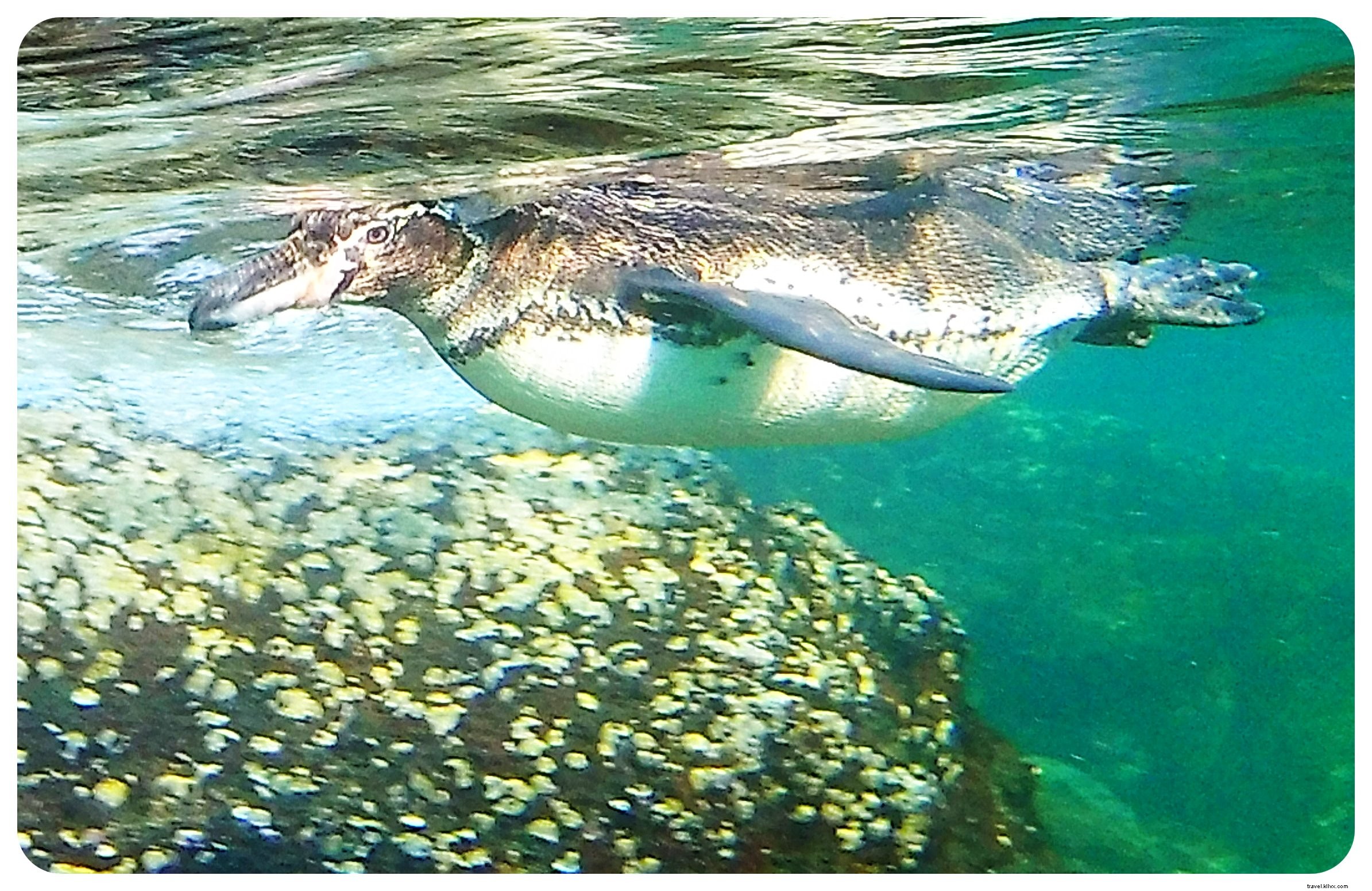 Cruising the Galapagos Islands: My Unforgettable Wildlife Adventure