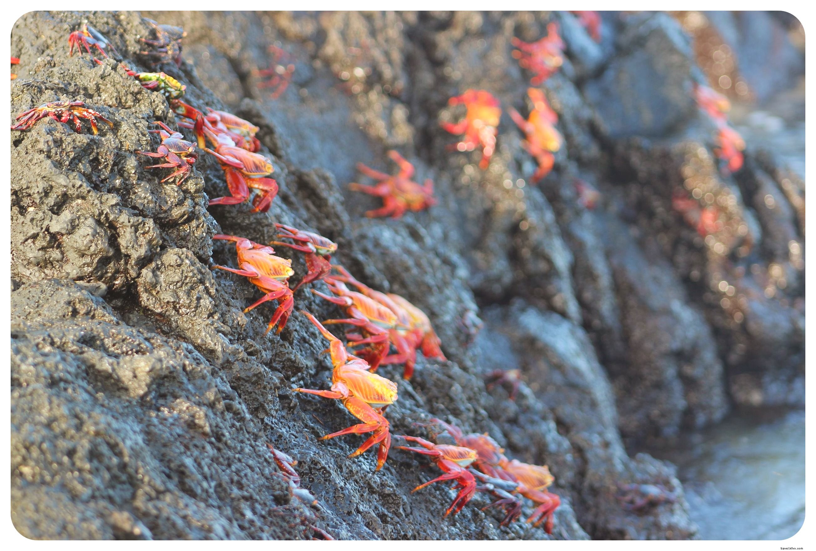 Cruising the Galapagos Islands: My Unforgettable Wildlife Adventure