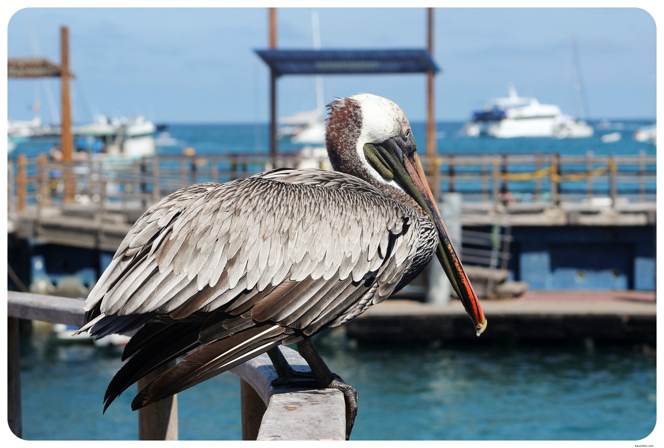 Cruising the Galapagos Islands: My Unforgettable Wildlife Adventure