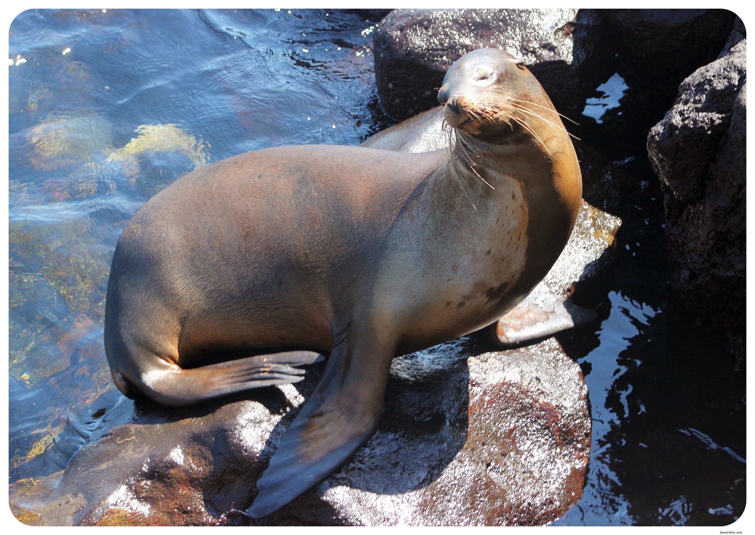 Cruising the Galapagos Islands: My Unforgettable Wildlife Adventure
