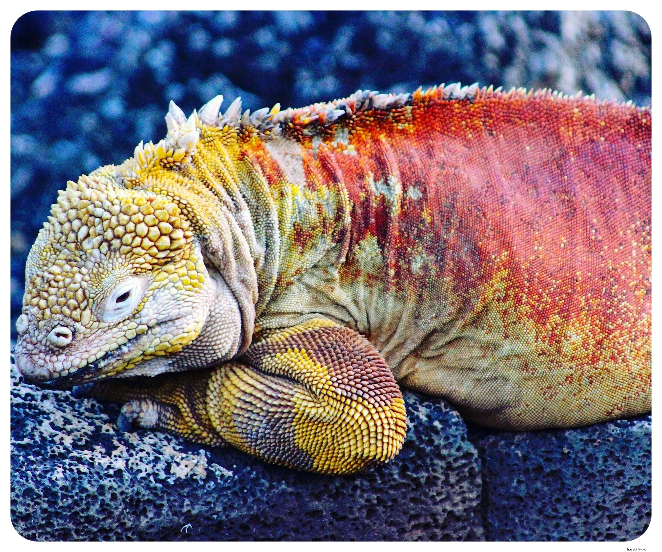 Cruising the Galapagos Islands: My Unforgettable Wildlife Adventure