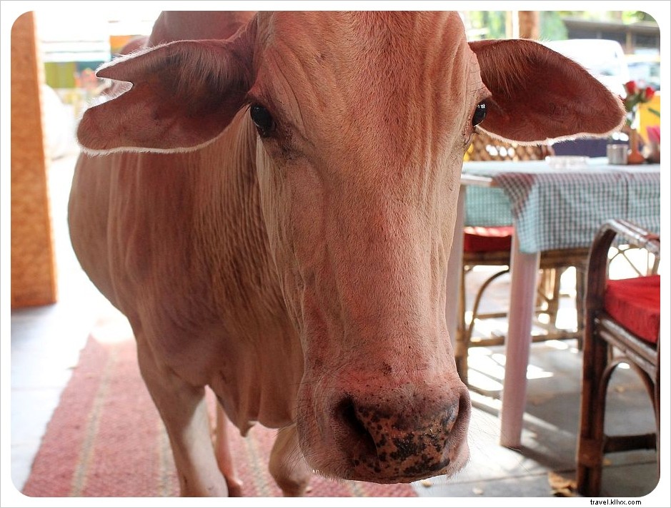 Rammed by a Cow in Goa: A Traveler s Shocking Encounter and Swift Recovery in India