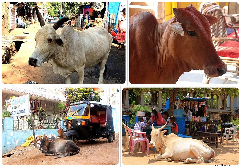 Rammed by a Cow in Goa: A Traveler s Shocking Encounter and Swift Recovery in India