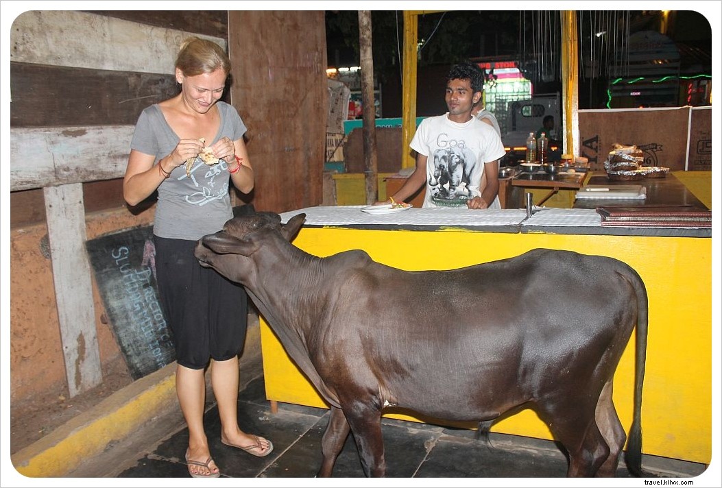 Rammed by a Cow in Goa: A Traveler s Shocking Encounter and Swift Recovery in India
