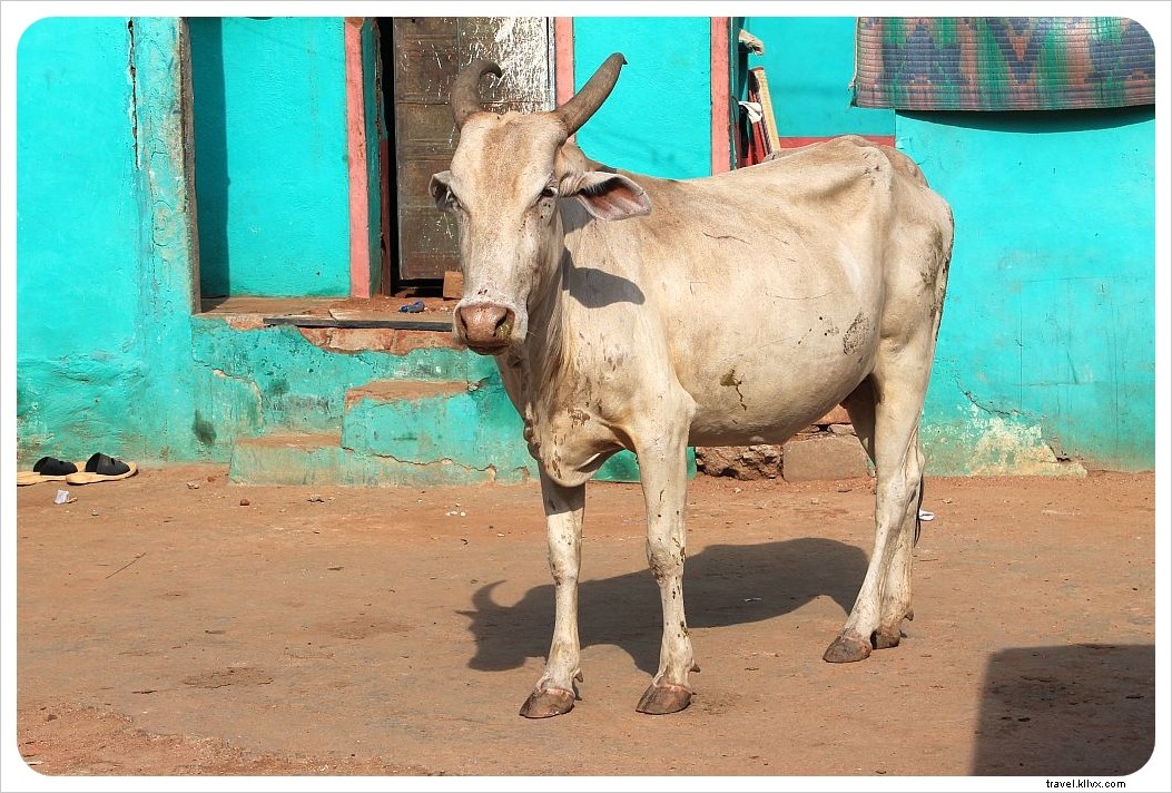 Rammed by a Cow in Goa: A Traveler s Shocking Encounter and Swift Recovery in India