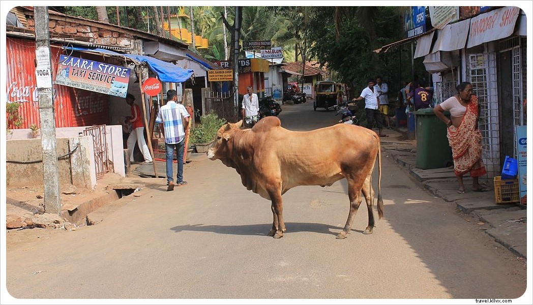 Rammed by a Cow in Goa: A Traveler s Shocking Encounter and Swift Recovery in India